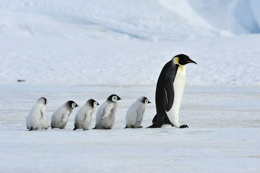 Baby Penguins Following Parent