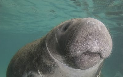 Thumbnail for Dolphin Discovery Riviera Maya – Puerto Aventuras